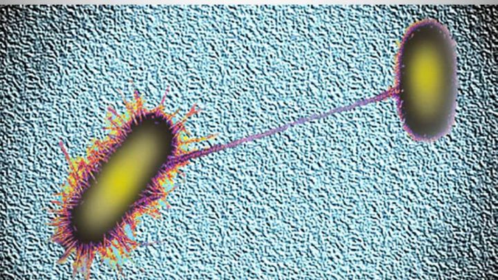 علماء يبتكرون "بكتيريا انتحارية تدمر نفسها "