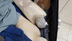 الضابطة الجمركية تحبط عملية تهريب طيور عبر معبر الكرامة