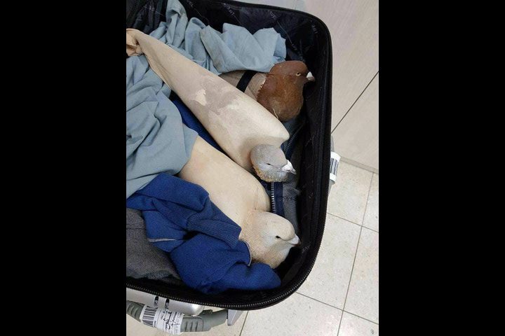 الضابطة الجمركية تحبط عملية تهريب طيور عبر معبر الكرامة