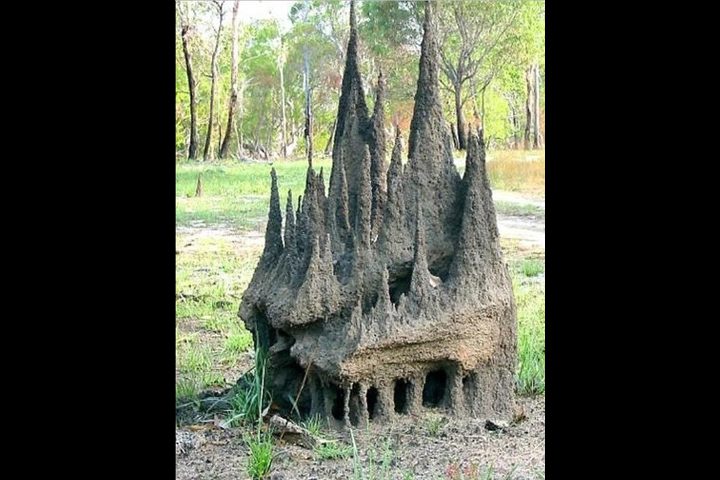 انجاز هندسي مذهل بطله نمل!