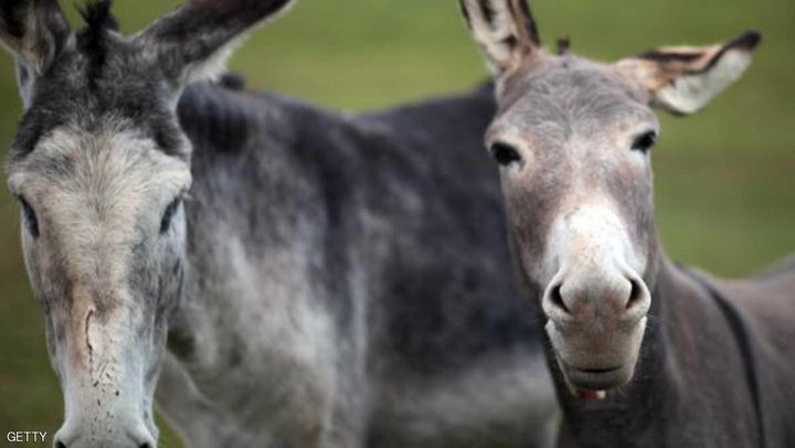 اعتقال 8 حمير في الهند بسبب "الفوضى"