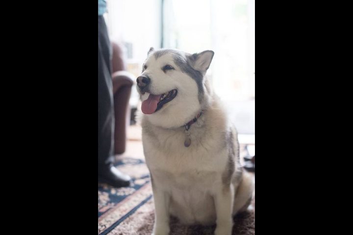 تبرئة لكلبة من العض بسبب السمنة