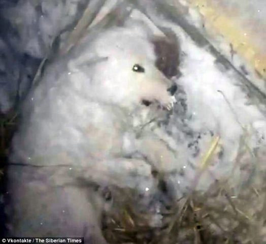 روسي يقتل حيوانه الأليف بأبشع الطرق