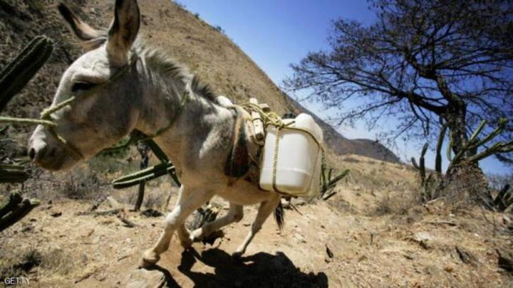 اعتقال 8 حمير في الهند بسبب الفوضى