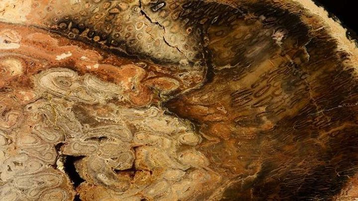 العثور على شجرة عمرها التقريبي 32 مليون سنة