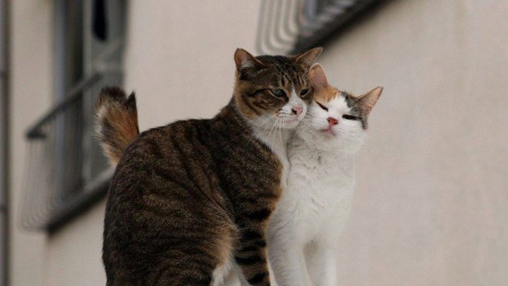 فوائد تربية القطط على صحة الانسان