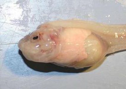 اكتشاف أنواع جديدة من الأسماك التي تعيش في أعماق البحار