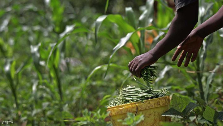 "الفاصوليا الفائقة" تقهر الجوع