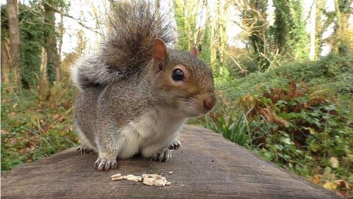 علماء.. السناجب ذكية ولا تُذعر بسهولة!