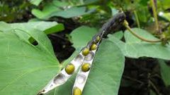 فوائد نبتة الماش للبشرة