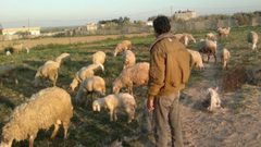 الاحتلال يعتقل راعيًا في الاغوار