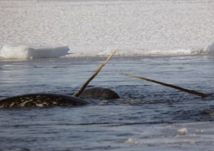 ما هي خطة هروب الحيتان عند الخوف؟