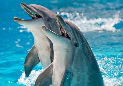 علماء يستخدمون الذكاء الإصطناعي للتنصت على الدلافين