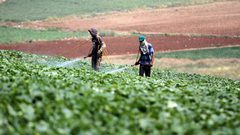 الاحتلال يواصل منع مزارعي فلامية من دخول أراضيهم خلف الجدار