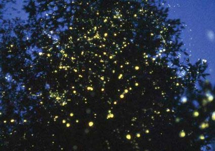 علماء يستبدلون أضواء الشوارع ب"النباتات المضيئة "