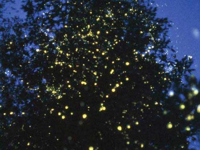 علماء يستبدلون أضواء الشوارع ب"النباتات المضيئة "