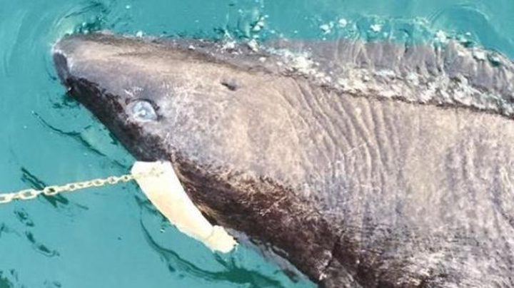 سمكة قرش ولدت قبل شكسبير.. وعمرها 512 سنة!