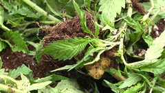 ضبط مستنبت مخدرات