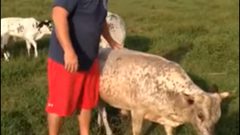 مزارع يستعرض سلالة نادرة من الأبقار القزمة!