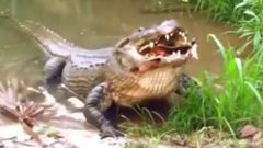 تمساح اسطوري يلتهم 300 شخص!