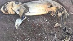 اكتشاف جثة مخلوق غريب على الشواطئ الأسترالية