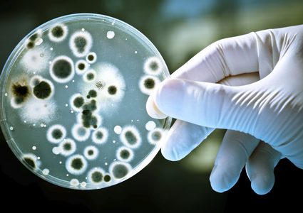 كيف يمكن للبكتيريا أن تزيد من نسبة ذكائك؟