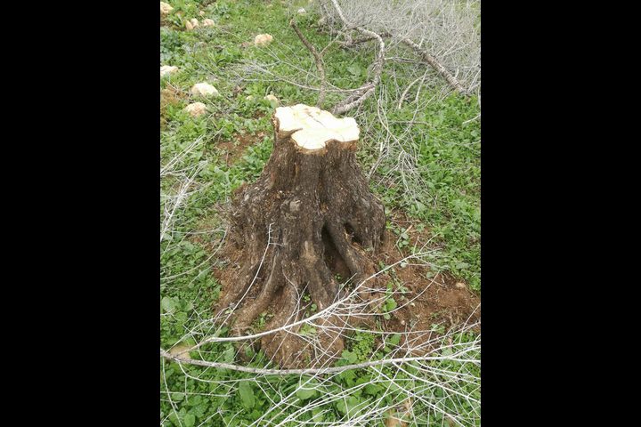 "التحطيب" يرتدي بسطار المستوطنين