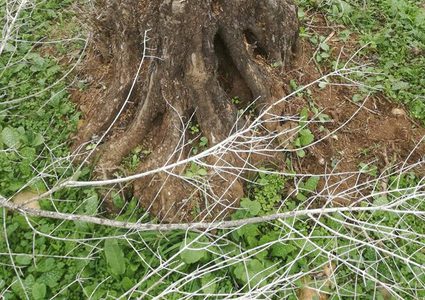 "التحطيب" يرتدي بسطار المستوطنين
