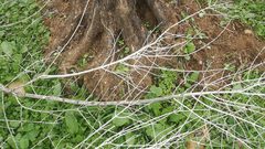 "التحطيب" يرتدي بسطار المستوطنين