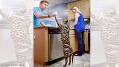 الكشف عن مصير أطول قطين في العالم