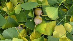 تعرف على هذه العشبة التي تحميك من السكتات الدماغية