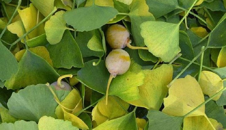 تعرف على هذه العشبة التي تحميك من السكتات الدماغية