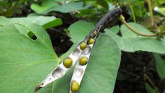 فوائد الماش للبشره ستمنحك اطلالة رائعة