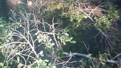 سقوط شجرة.. يحدث خراباً (صور)