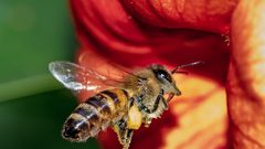 سمّ النحل عجائب علاجية مختلفة!