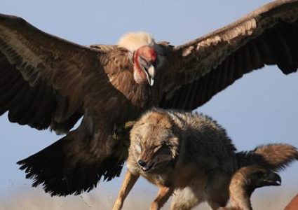 قوات جوية تجري أبحاثا عن النسور
