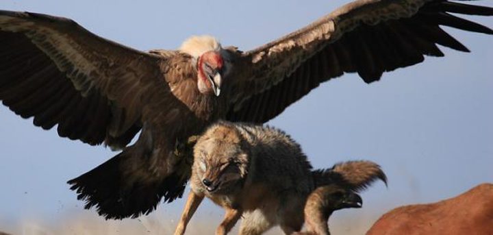 قوات جوية تجري أبحاثا عن النسور