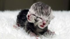 قطة بوجهين هي الأغرب في العالم