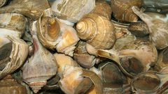 من غزة...يرسم لوحات من أصداف البحر