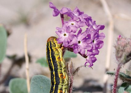 نباتات تستخدم الدروع الرملية لكسر أسنان"المهاجم"