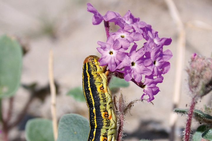 نباتات تستخدم الدروع الرملية لكسر أسنان"المهاجم"