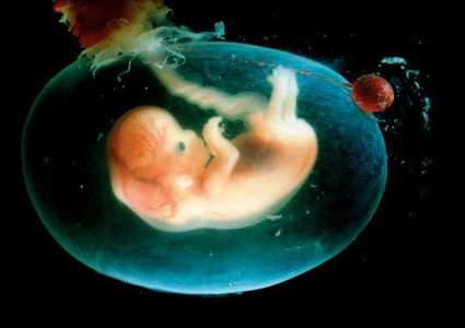 علاج الخلايا الجذعية يخلص الجنين من الأمراض قبل أن يولد