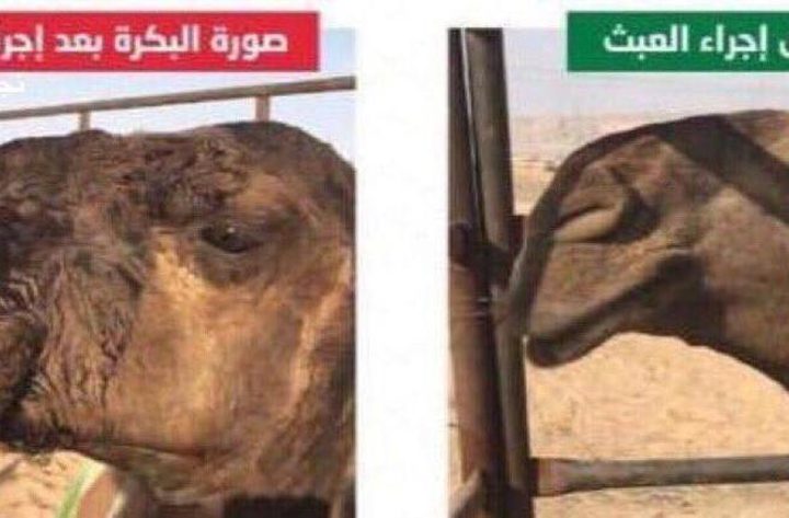 السعودية تقبض على طبيب يجري عمليات تجميل للإبل