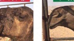 السعودية تقبض على طبيب يجري عمليات تجميل للإبل