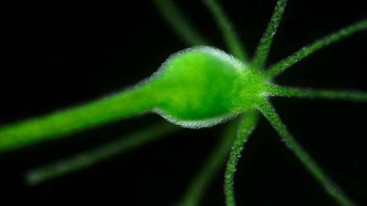 علماء يحددون مصدر الخلود!