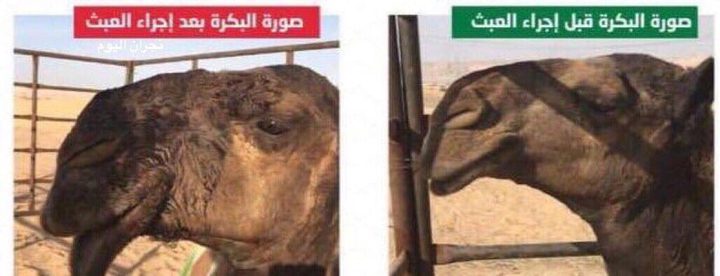 ضبط طبيب بيطري يُجري عمليات تجميل للإبل