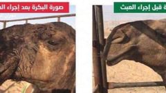 ضبط طبيب بيطري يُجري عمليات تجميل للإبل
