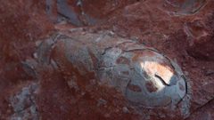 العثور على بيوض ديناصورات في الصين