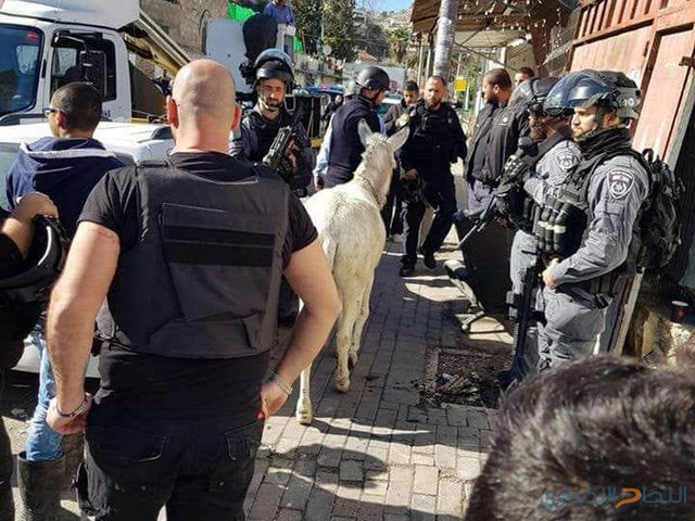 بالفيديو: بعد اعتقاله للحمار..الاحتلال يعتقل حصانا