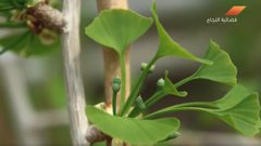 نبات الجنكة مع الأسبرين يعالجان السكتة الدماغية (فيديو)